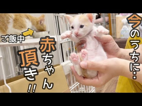 お母ちゃんがご飯食べてる隙に、赤ちゃん盗んでみた…。
