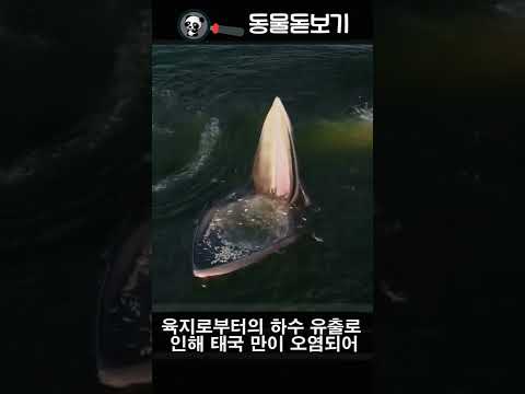 고래가 가만히 입 벌리고 있는 이유