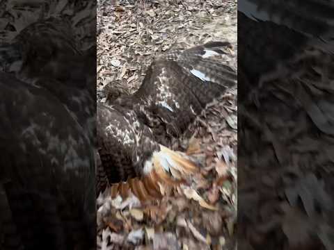 Ready to get back in the squirrel woods! #falconry #redtailedhawk #squirrelhunting