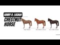 Chestnut Horse Genetics and Characteristics
