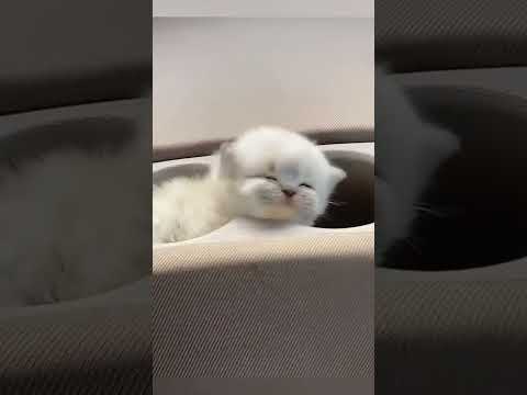 Cute kittens ❤️ Videos!! No Way To Watch This WithOut Saying Ohhhhh. #shorts #cats #cuteanimals