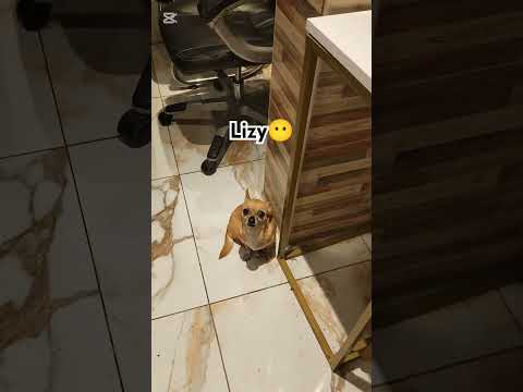 el perro chantaje😫 #shorts#lizy#chantaje#chihuaua