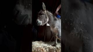 If there’s anything cuter than a donkey rolling in clean shavings, I’m not sure what it is! 🥰