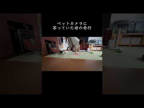 【猫ドン引き】ペットカメラに写っていた母の奇行 / Mother's odd behavior caught on pet camera  #TikTokでバズった動画　#留守番カメラ #母の奇行
