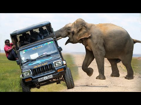 Angry Elephant - Terrifying Moment: Wild Elephant Attacks, Crush Car In The Forest