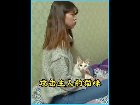 猫咪深夜无缘无故攻击主人，善良的女孩深受其害却舍不得将它遗弃 #animals #猫咪  #萌宠