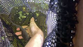 Pulling Grass Out of My Axolotl’s Cloaca
