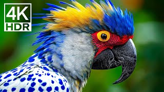 The Most COLORFUL BIRDS You'll Ever See – BIRDS DISCOVERY / 60FPS 4K ULTRA HD