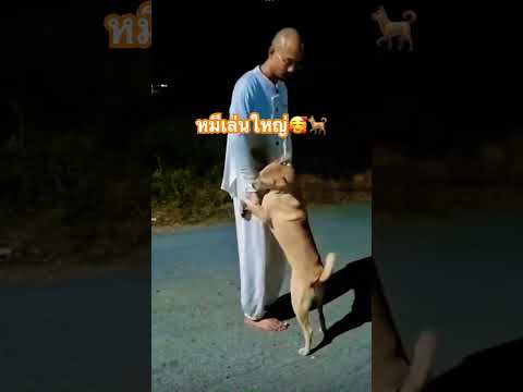 ความสุขของเจ้าหมี 🥰🐕#ฅนตื่นธรรม #คนตื่นธรรม #อาจารย์เบียร์ #ขำๆ #บันเทิง #สี่ขาแสนรัก