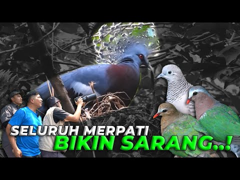 APAKAH SEKARANG LAGI MUSIM KAWIN BURUNG MERPATI GAES KOK PADA BERSARANG SEMUA