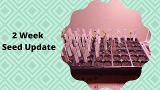 2 Week Seed Update!!!