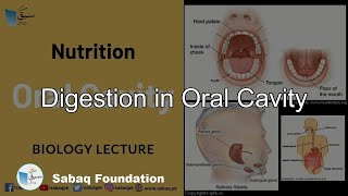 Digestion in Oral Cavity