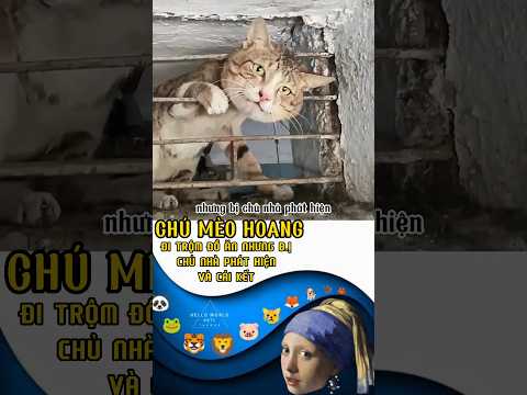 May chủ nhà họ còn gọi đội cứu hộ🐈