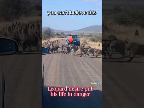 Animal Life