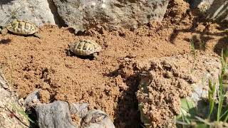Unsere Schildkröten 1-3 jährig auf Entdeckungstour