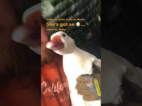 Removing A Broody Goose From Her Nest.