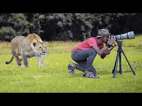 lion attack in jungle  |  a lion attack short movie by wild fighter