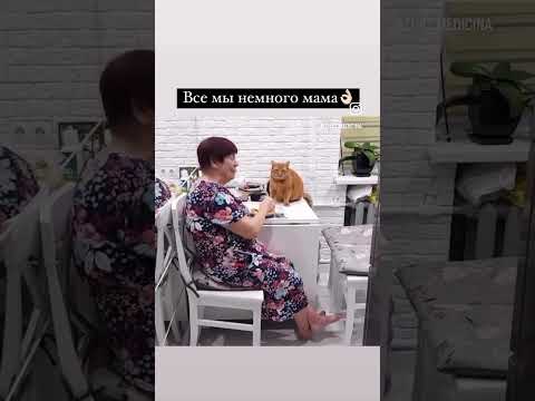 #cat #балансвселенной #юмор #силасознания #богатство #funny #дыхание #изобилие #прикол