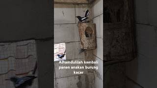 panen anak burung kacer di kandang ternak #robikicau #kacer #birds #burung #kicaumanianusantara