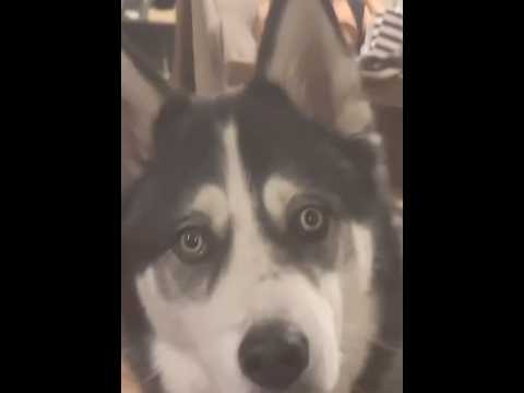 Sneaky azz dogs #dog #dogsoftiktok #doglife