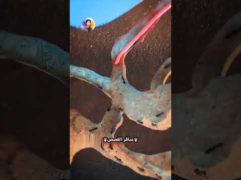 اللسان واكل النمل طويل جدا لدرجه انه( يتغذى على النمل!! ) 😱😨🤯😯😰😮🤔🤨🧐😏 #اكسبلور #ترند