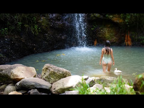 Summer in the Australian Rainforest: Harvesting and Cooking from our Tropical Fruit Forest