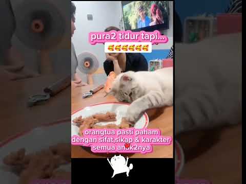 modus si mbul tapi tangan nya nyender di makanan #kucinglucu #memes #funny #lucu