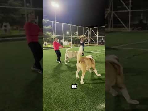 Алабай