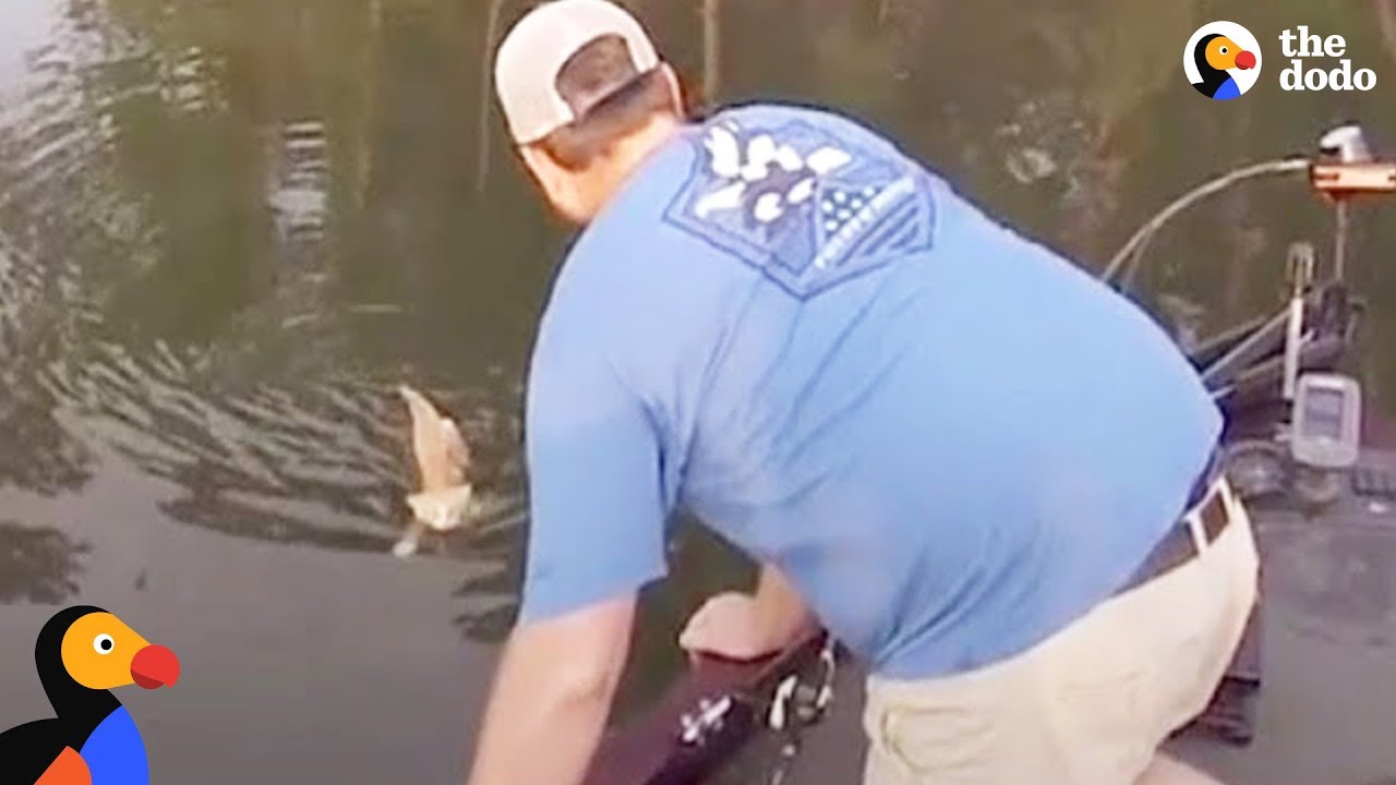 Kittens Swim Up To Fisherman's Boat Looking for Help