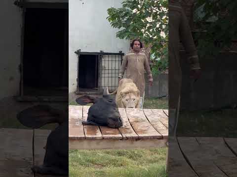 White Lion Attacked On Cow๐ฆ๐ฆ๐ณ๐ณ๐ฑ๐ฑ#lion #wildcats #youtubeshorts # #bigcats #cow #Usama's Tigers