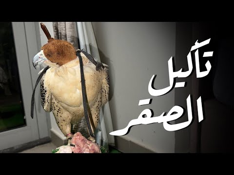 تدريب الصقر || الطريقة الأولي وهي التأكيل باليد ❤️✌️✅