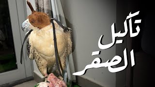 تدريب الصقر || الطريقة الأولي وهي التأكيل باليد ❤️✌️✅