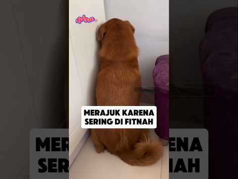 Mungkin dia butuh pengacara