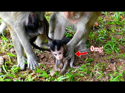 Omg..!! Ginger quickly grabs baby Gabe what happened? | Carbzilla Family