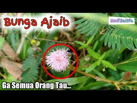 Pernah Liat Tanaman Ini? Mulai Sekarang,Jika Bertemu Ambil Sebanyak-banyaknya Karena BUNGA Ini...