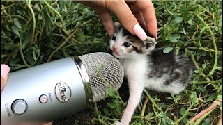 Can These Tiny Kittens Make You Smile