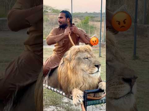 Lion enjoying #animals #wildlife #bigcat #shortvideo #zoo #wildliferescue #tiger #sohailbiganimals