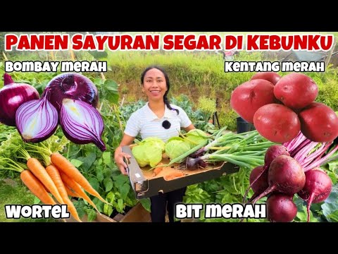 PANEN ANEKA SAYURAN DI KEBUNKU BUAT MAKAN SIANG