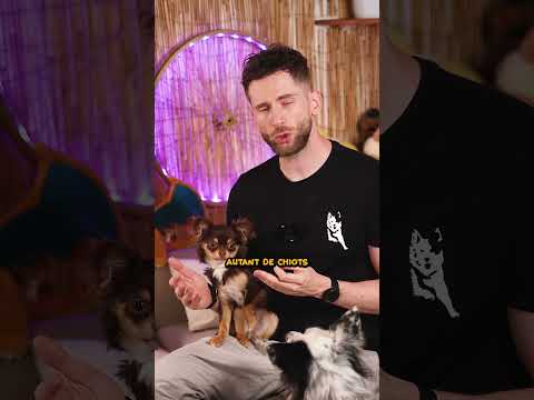 La vérité sur le Chihuahua