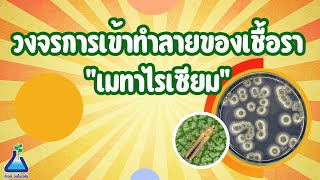 วงจรการเข้าทำลายแมลงของเชื้อรา เมทาไรเซียม I TAB Innovation