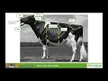 Understanding Dairy Cow Anatomy