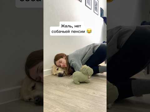 Как изменилось моя собака на 11 году жизни 😂#жизньссобакой #золотистыйретривер #влогикаждыйдень