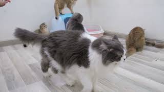 Funny cats play with new toys