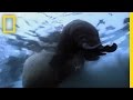 Understanding Walrus Behavior and Biology
