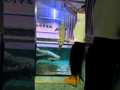Arapaima killed and ate the biggest 🐊 crocodile alive. #fishing #arapaima #evil #aquarium #short