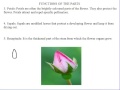Flower Structure and Function