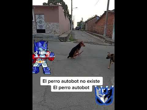 El perro autobot no existe. El perro autobot 🚚: