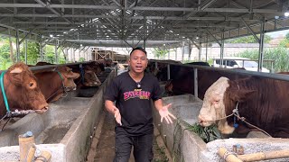 BONGKAR SAPI KURBAN TERMURAH DAFI FARM CIKAMPEK ‼️🔥🔥🔥