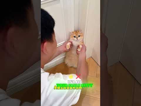 🐱 Looks like I have no choice but to use the kitten’s toothbrush this time! #funny