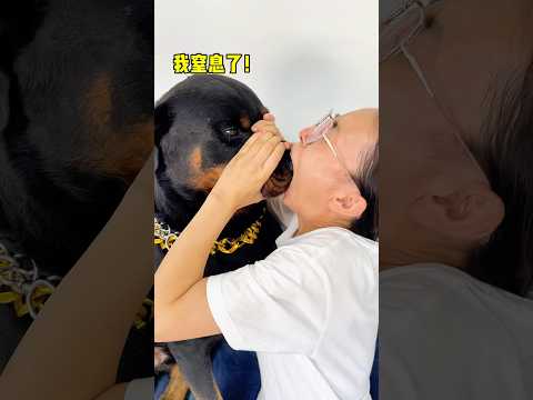 母老虎的爆头之终极大招对一坨 #一坨 #罗威纳 #罗威纳护卫犬 #rottweiler #funny #向威